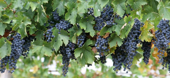 Wine_grapes